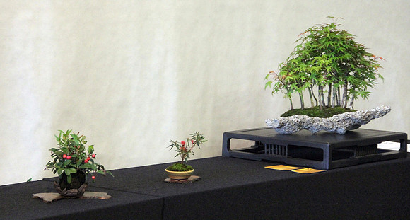 Bonsai Ausstellung Hallein