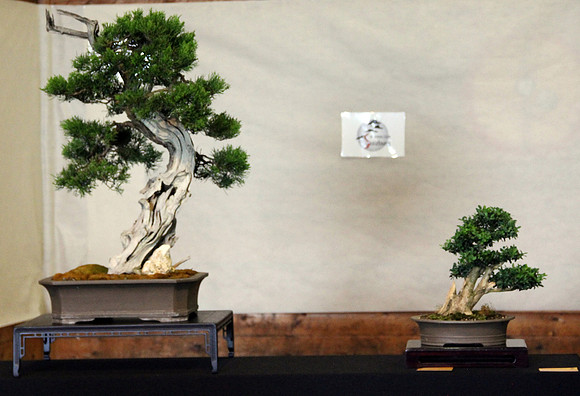 Bonsai Ausstellung Hallein