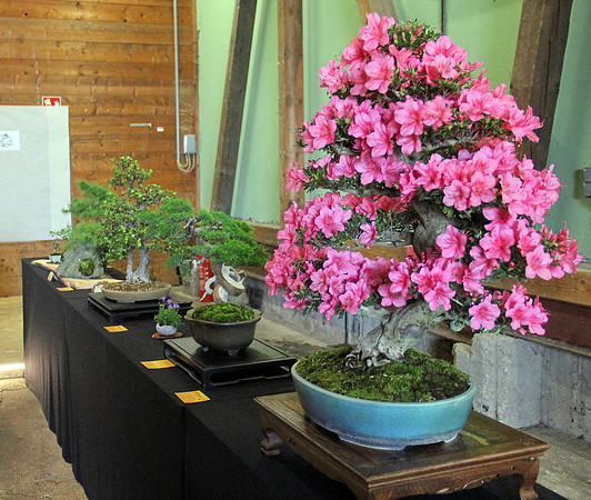 Bonsai Ausstellung Hallein