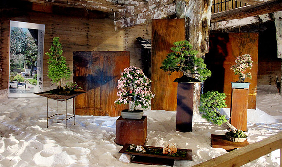Bonsai Ausstellung Hallein