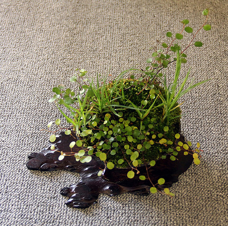 Bonsai Ausstellung Hallein