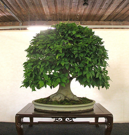 Bonsai Ausstellung Hallein