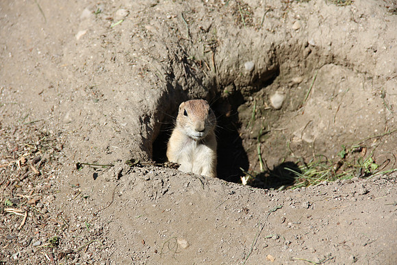 Zoo Salzburg