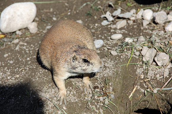 Zoo Salzburg