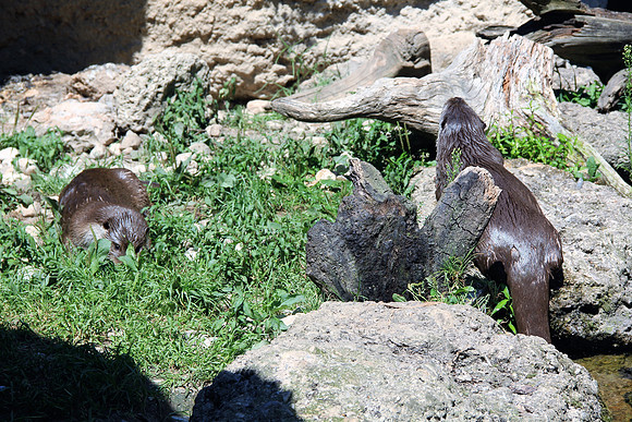 Zoo Salzburg