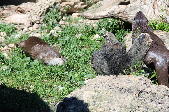 Zoo Salzburg