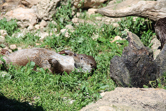 Zoo Salzburg