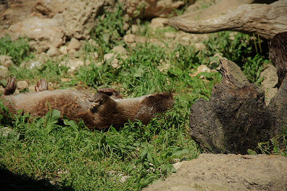 Zoo Salzburg