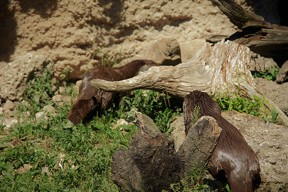 Zoo Salzburg