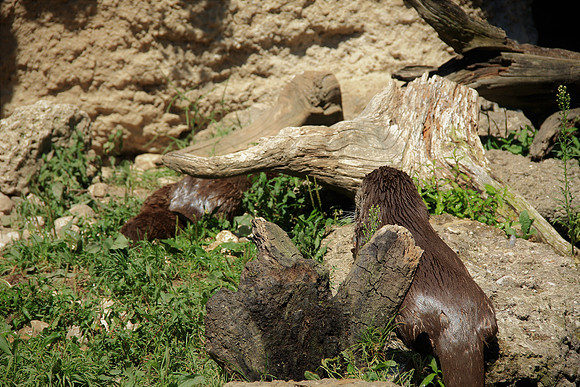 Zoo Salzburg