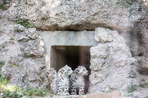 Zoo Salzburg
