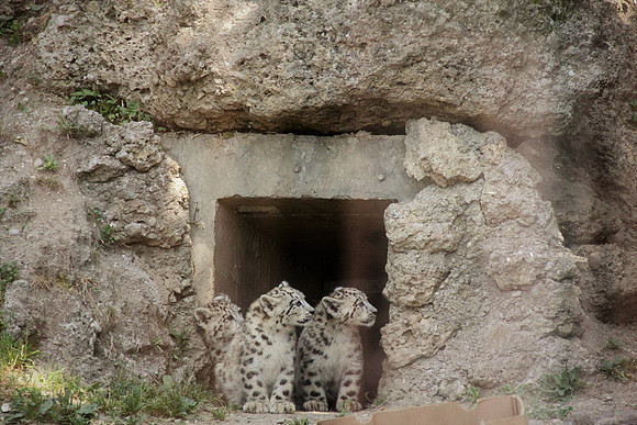 Zoo Salzburg
