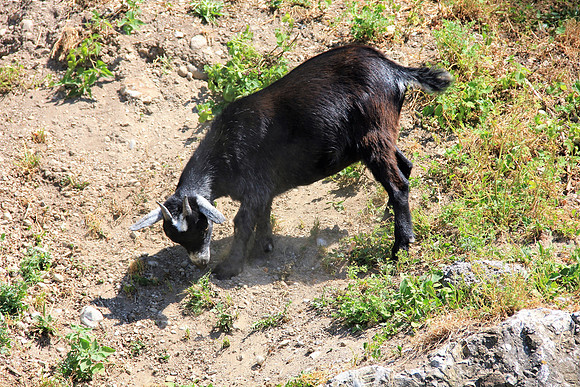 Zoo Salzburg