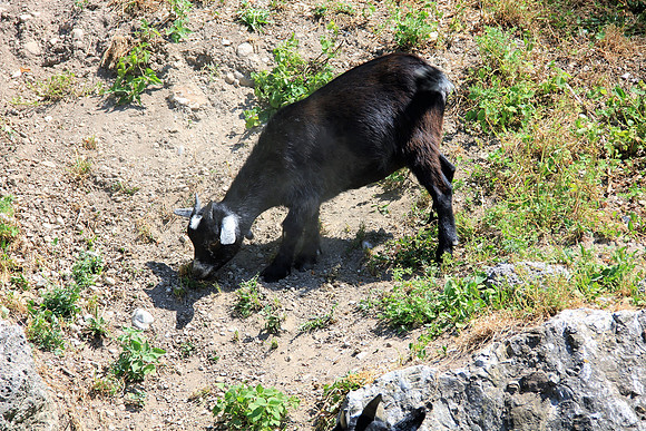 Zoo Salzburg