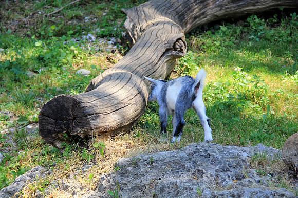 Zoo Salzburg