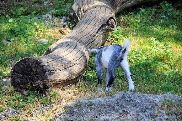 Zoo Salzburg