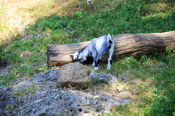 Zoo Salzburg