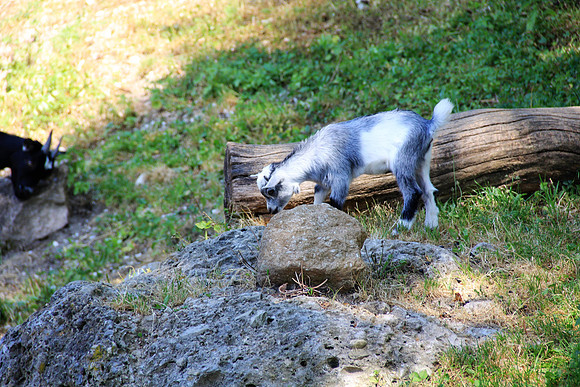Zoo Salzburg