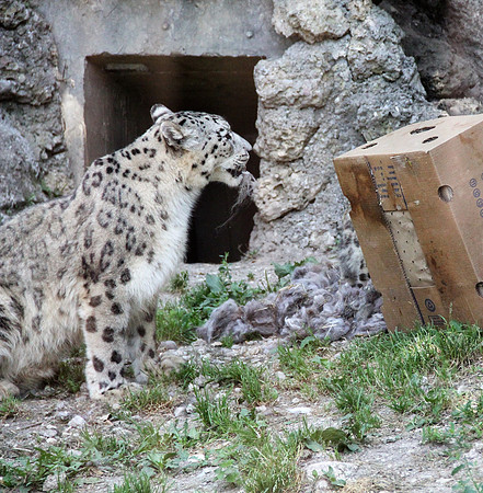 Zoo Salzburg