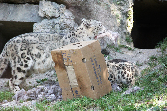 Zoo Salzburg