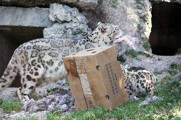 Zoo Salzburg