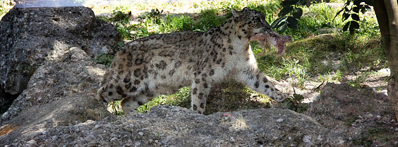 Zoo Salzburg