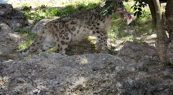 Zoo Salzburg