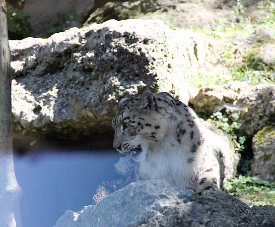 Zoo Salzburg
