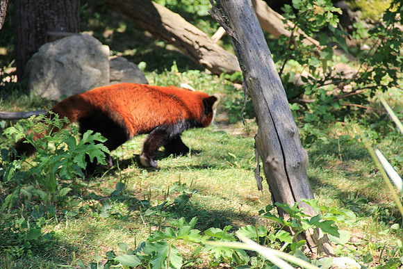 Zoo Salzburg