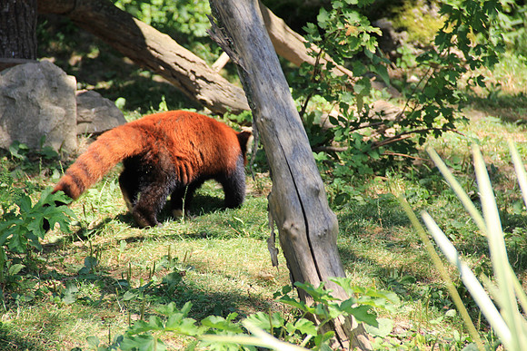 Zoo Salzburg