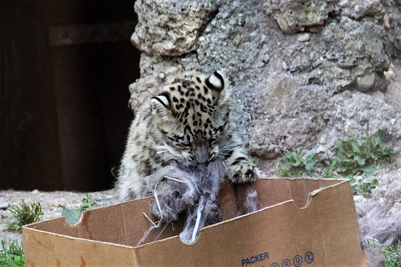 Zoo Salzburg