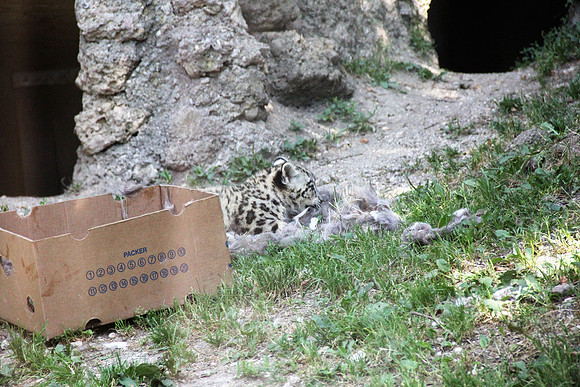 Zoo Salzburg