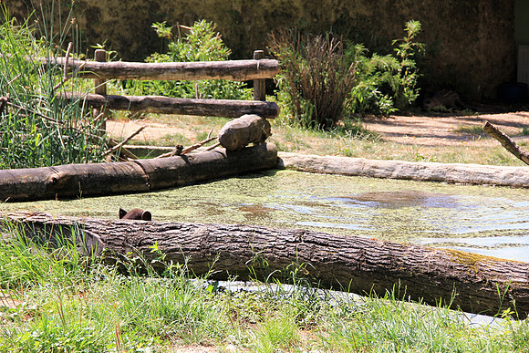 Zoo Salzburg