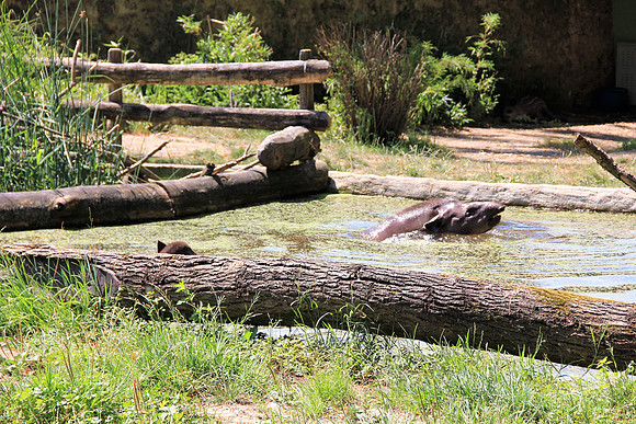 Zoo Salzburg