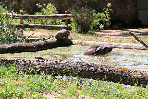 Zoo Salzburg