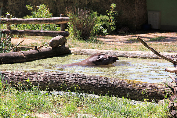 Zoo Salzburg