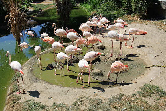 Zoo Salzburg