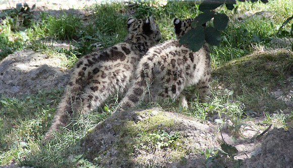 Zoo Salzburg