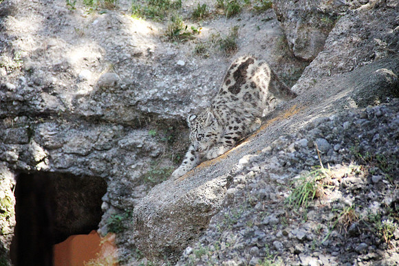 Zoo Salzburg