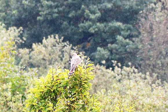 Turmfalke Männchen