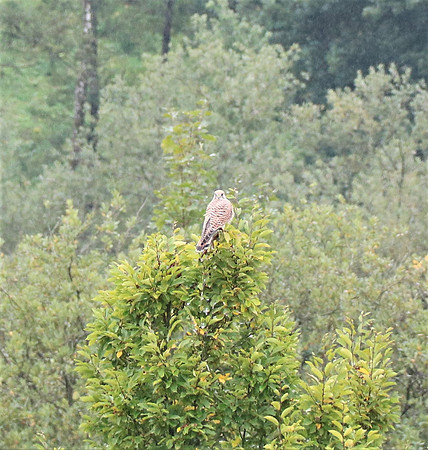 Turmfalke Männchen