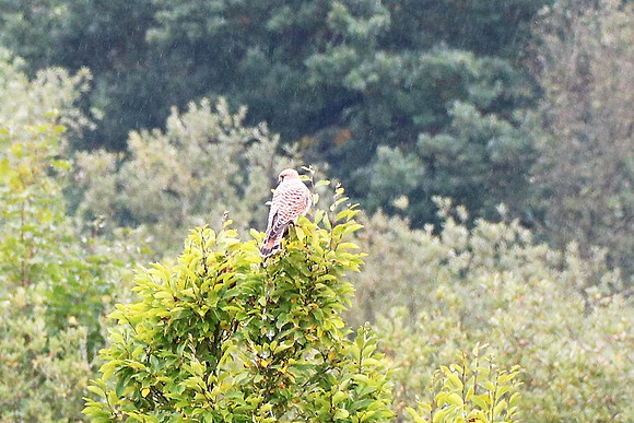 Turmfalke Männchen