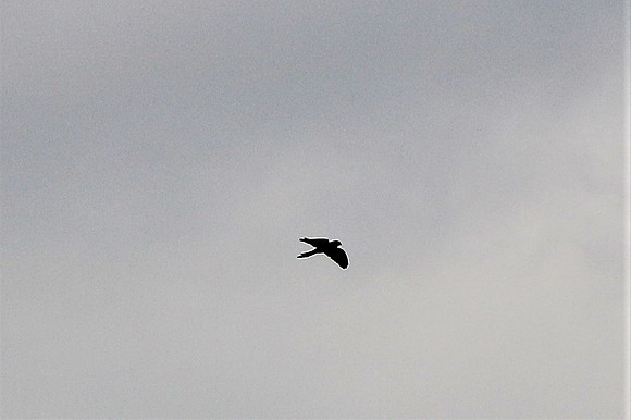 Turmfalke Männchen