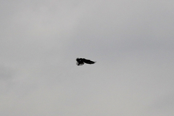 Turmfalke Männchen