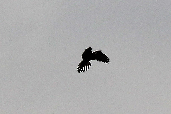 Turmfalke Männchen