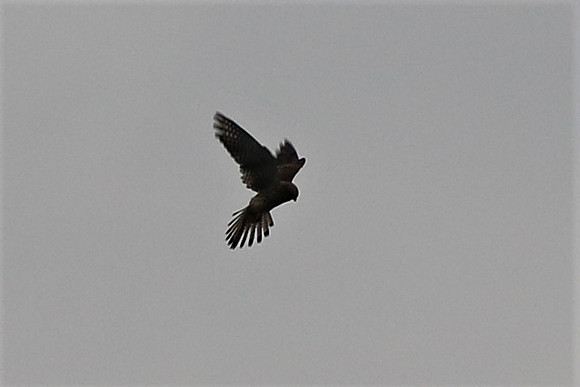 Turmfalke Männchen