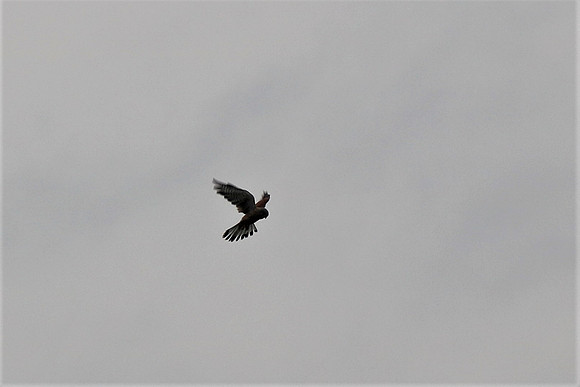 Turmfalke Männchen