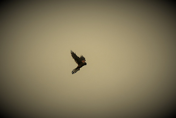 Turmfalke Männchen