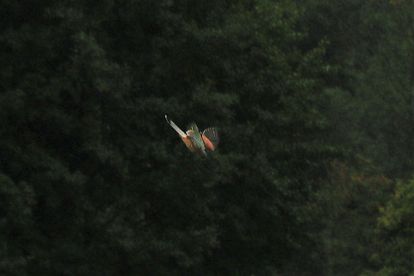 Turmfalke Männchen