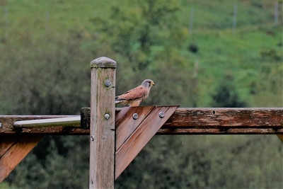 Turmfalke Männchen